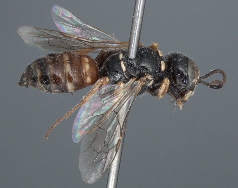 Aculeate Wasps : (Crabronidae) Pseudoscolia sinaitica