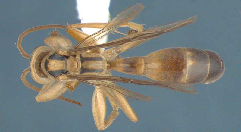 Aculeate Wasps : (Rhopalosomatidae) Liosphex achuar