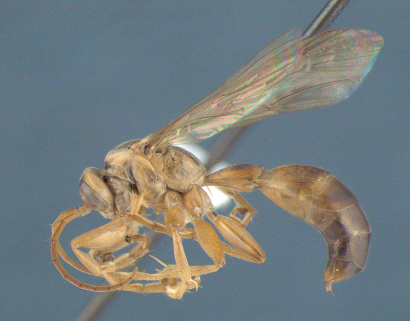 Aculeate Wasps : (Rhopalosomatidae) Liosphex achuar