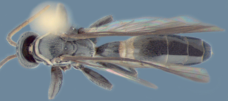 Aculeate Wasps : (Rhopalosomatidae) Liosphex atratus