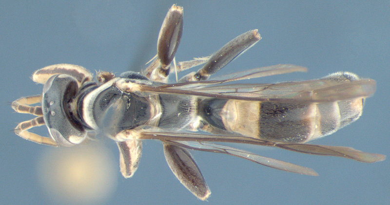 Aculeate Wasps : (Rhopalosomatidae) Liosphex bribri