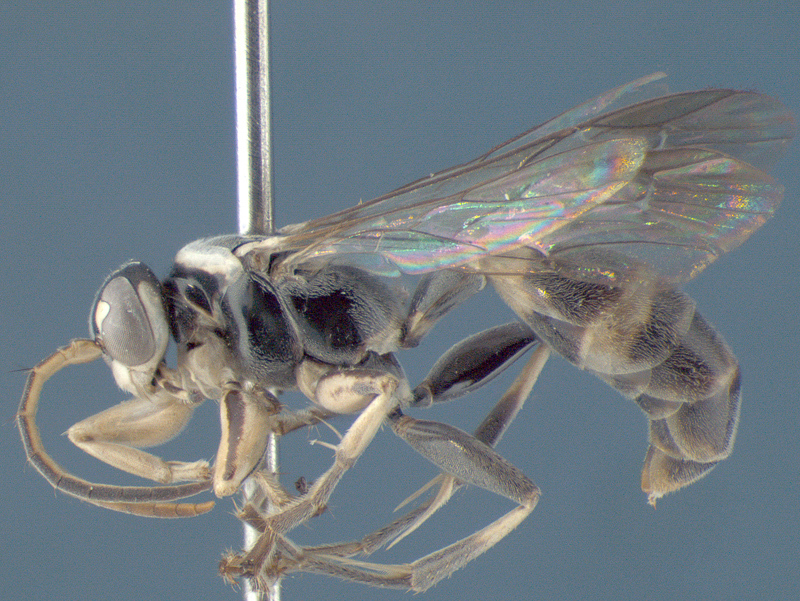 Aculeate Wasps : (Rhopalosomatidae) Liosphex bribri