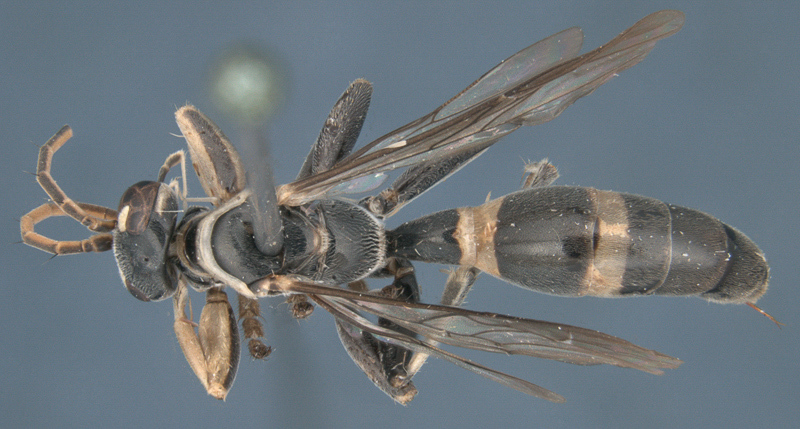 Aculeate Wasps : (Rhopalosomatidae) Liosphex darien
