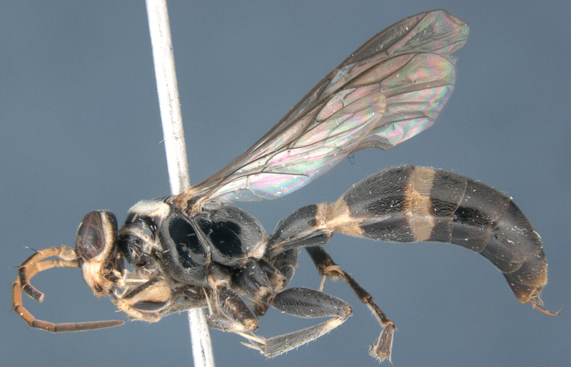 Aculeate Wasps : (Rhopalosomatidae) Liosphex darien
