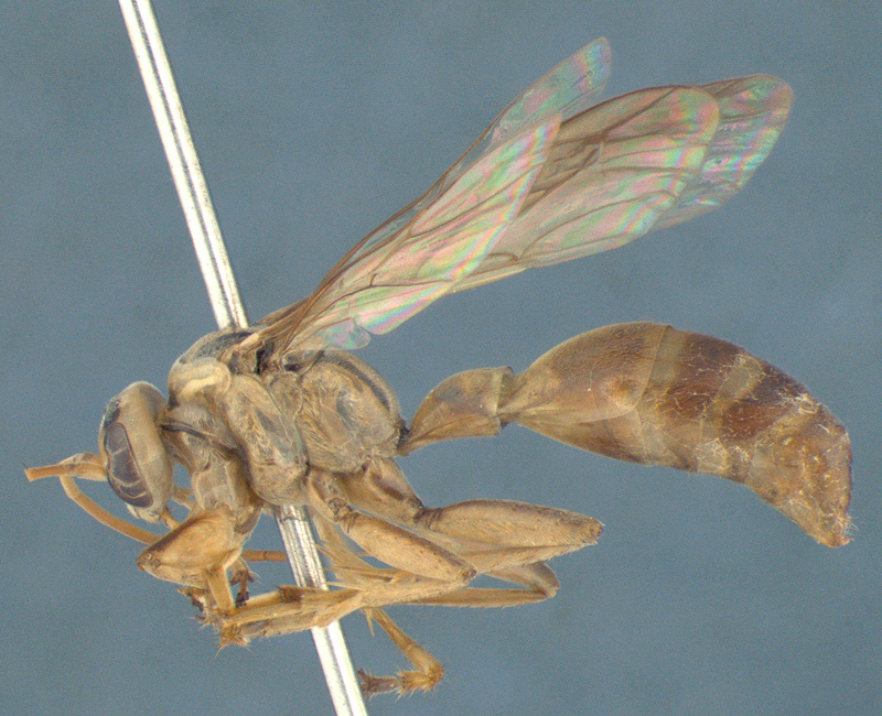 Aculeate Wasps : (Rhopalosomatidae) Liosphex longicornis