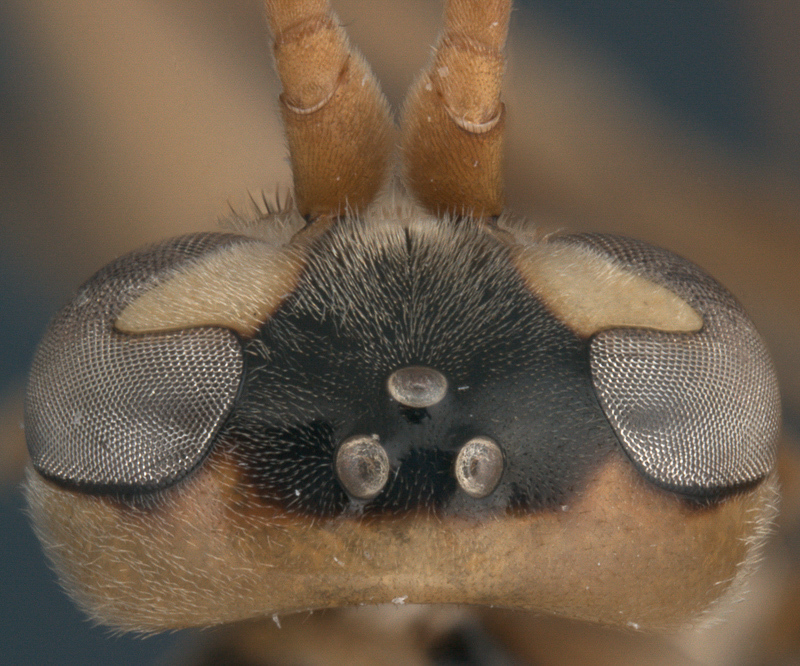 Aculeate Wasps : (Rhopalosomatidae) Liosphex maleku