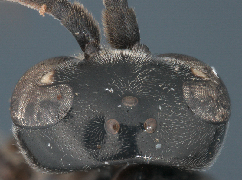 Aculeate Wasps : (Rhopalosomatidae) Liosphex micropterus