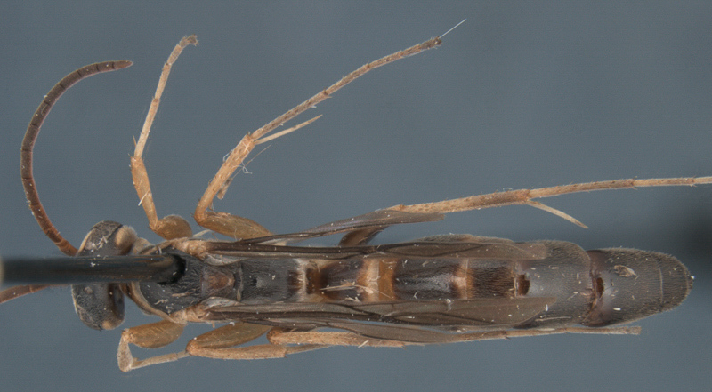 Aculeate Wasps : (Rhopalosomatidae) Liosphex quechua