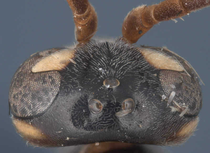 Aculeate Wasps : (Rhopalosomatidae) Liosphex quechua