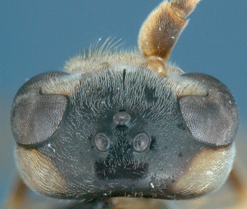 Aculeate Wasps : (Rhopalosomatidae) Liosphex trichopleurum
