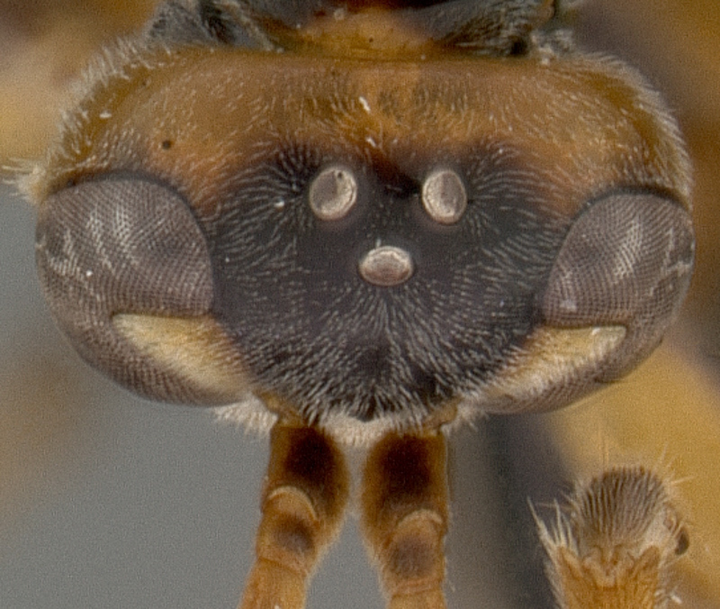 Aculeate Wasps : (Rhopalosomatidae) Liosphex varius