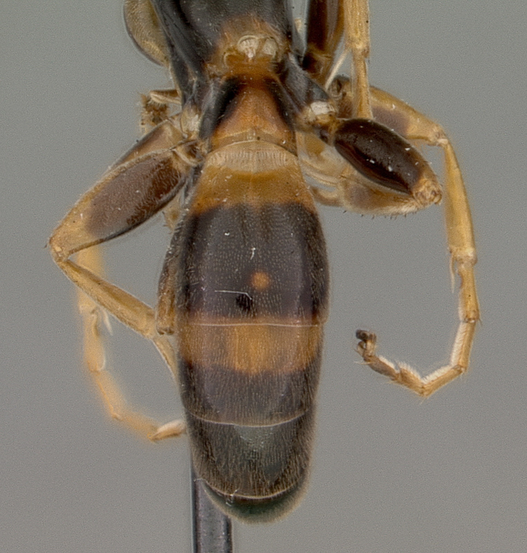 Aculeate Wasps : (Rhopalosomatidae) Liosphex varius