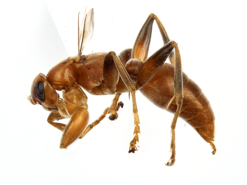 Aculeate Wasps : (Rhopalosomatidae) Olixon banksii