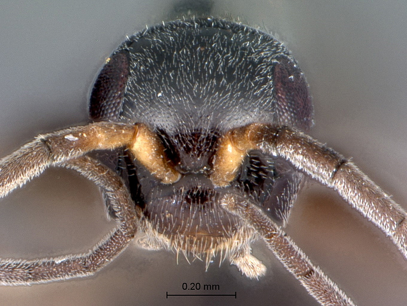 Aculeate Wasps : (Rhopalosomatidae) Olixon dentatum