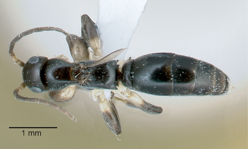Aculeate Wasps : (Rhopalosomatidae) Olixon martini
