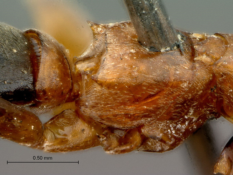 Aculeate Wasps : (Rhopalosomatidae) Olixon myrmosaeforme