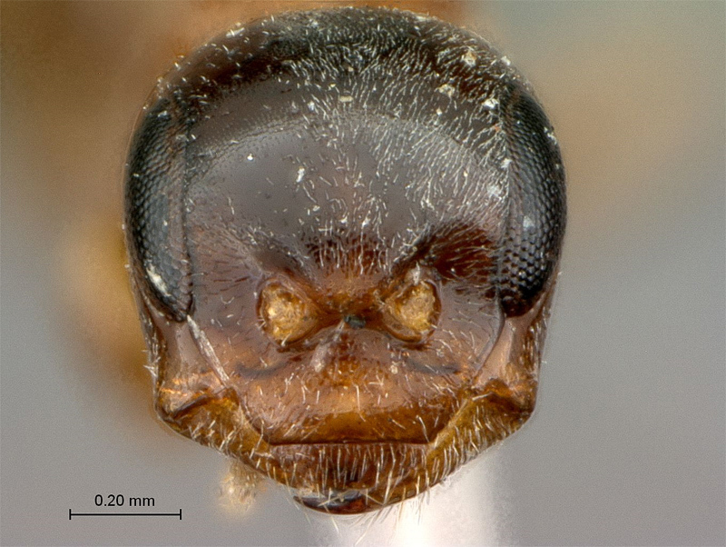 Aculeate Wasps : (Rhopalosomatidae) Olixon myrmosaeforme