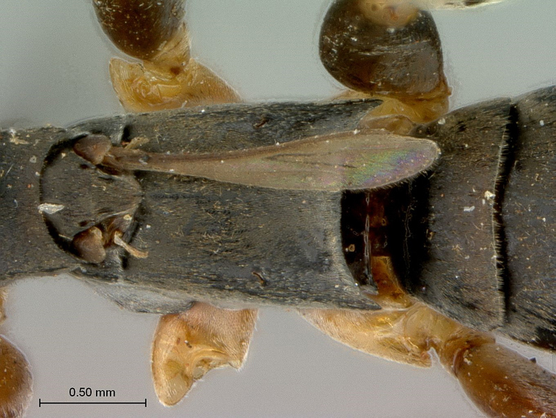 Aculeate Wasps : (Rhopalosomatidae) Olixon saltator