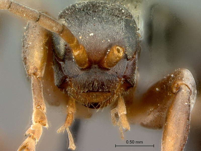 Aculeate Wasps : (Rhopalosomatidae) Olixon saltator