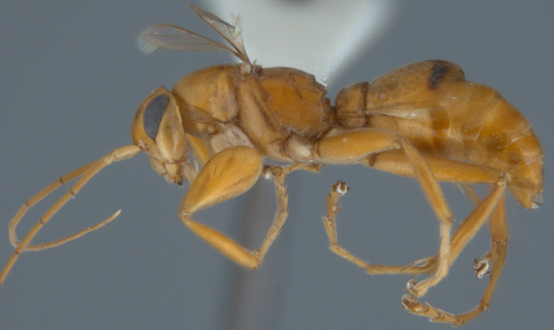 Aculeate Wasps : (Rhopalosomatidae) Olixon testaceum
