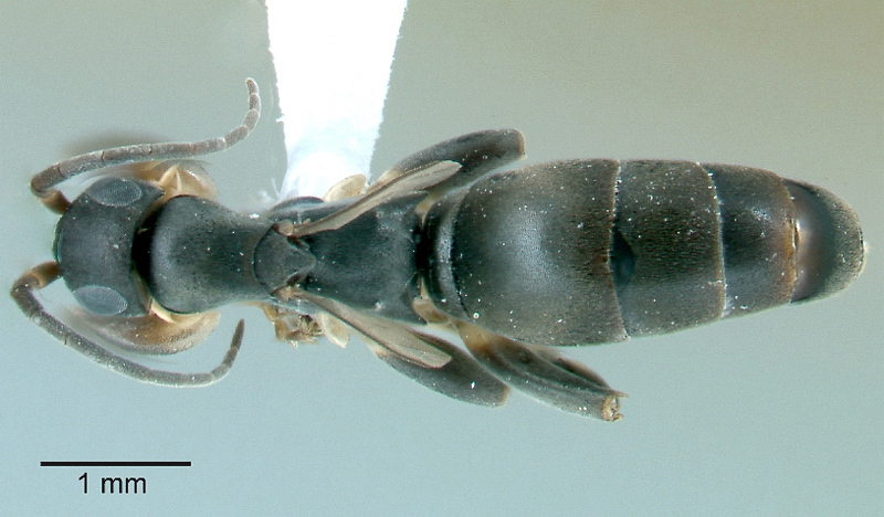 Aculeate Wasps : (Rhopalosomatidae) Olixon toliaraensis