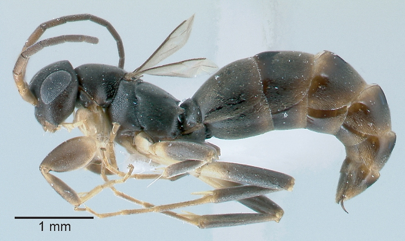 Aculeate Wasps : (Rhopalosomatidae) Olixon toliaraensis