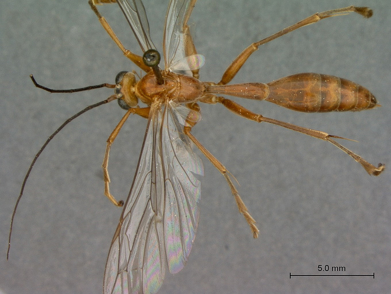 Aculeate Wasps : (Rhopalosomatidae) Paniscomima bekilyi