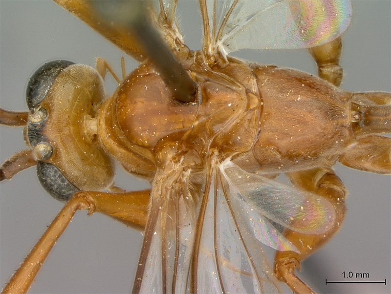 Aculeate Wasps : (Rhopalosomatidae) Paniscomima bekilyi
