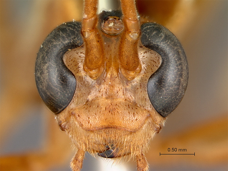 Aculeate Wasps : (Rhopalosomatidae) Paniscomima rufoantennata