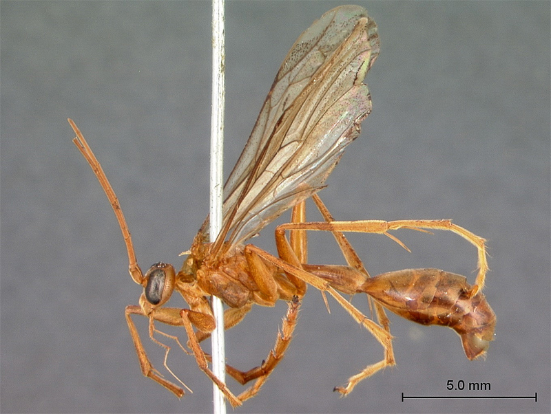 Aculeate Wasps : (Rhopalosomatidae) Paniscomima rufoantennata