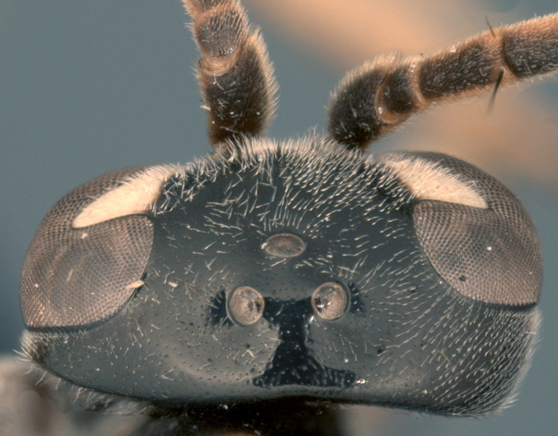 Aculeate Wasps : (Rhopalosomatidae) Liosphex guanabara