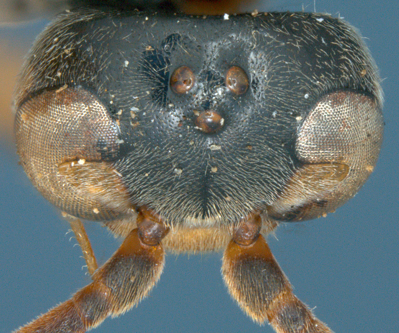 Aculeate Wasps : (Rhopalosomatidae) Liosphex guarani