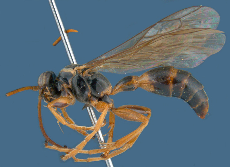 Aculeate Wasps : (Rhopalosomatidae) Liosphex guarani