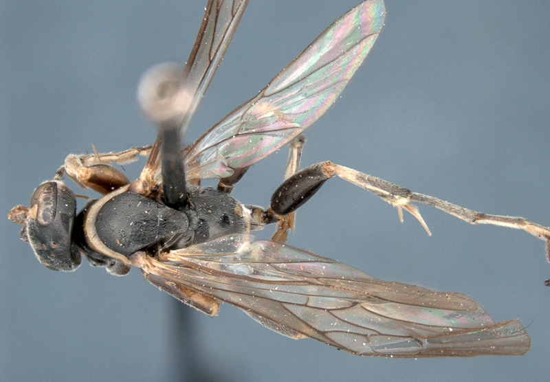 Aculeate Wasps : (Rhopalosomatidae) Liosphex tupi