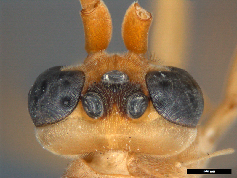 Aculeate Wasps : (Rhopalosomatidae) Paniscomima opposita