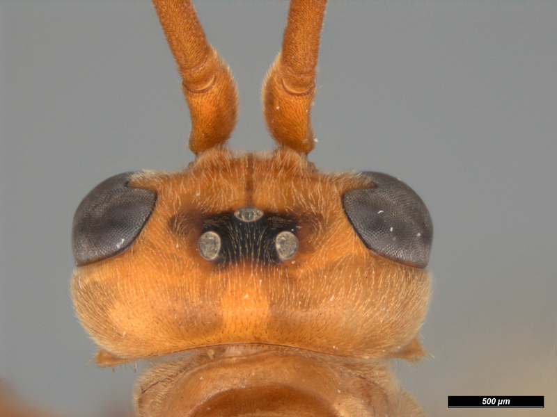 Aculeate Wasps : (Rhopalosomatidae) Paniscomima seyrigi