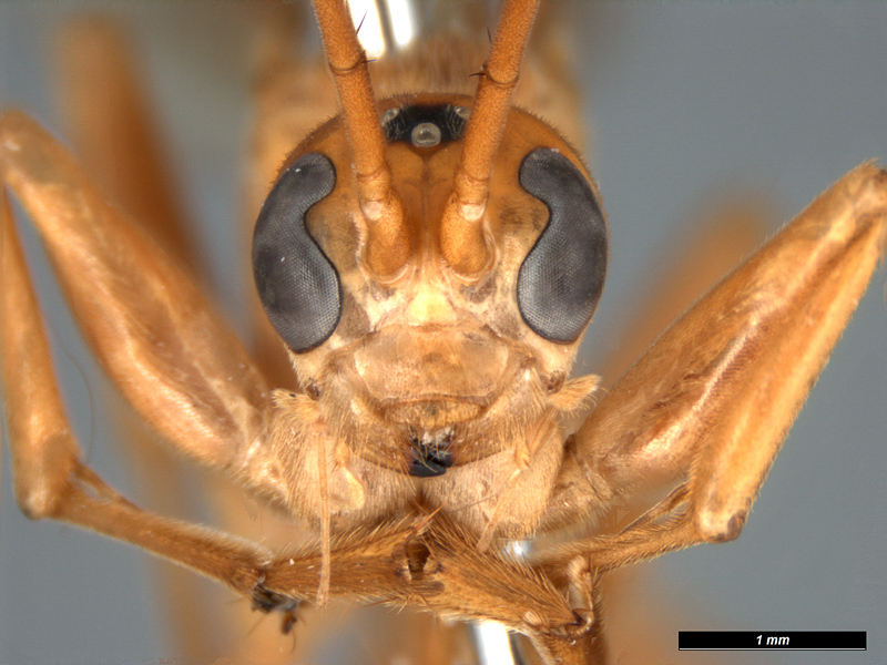 Aculeate Wasps : (Rhopalosomatidae) Paniscomima seyrigi