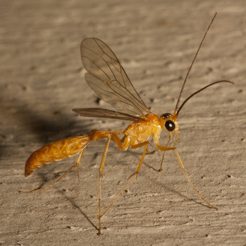 Aculeate Wasps : (Rhopalosomatidae) Rhopalosoma nearcticum
