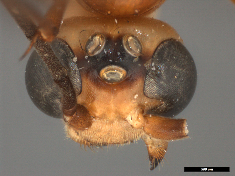 Aculeate Wasps : (Rhopalosomatidae) Rhopalosoma alvarengai