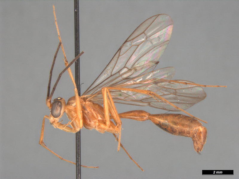 Aculeate Wasps : (Rhopalosomatidae) Rhopalosoma alvarengai