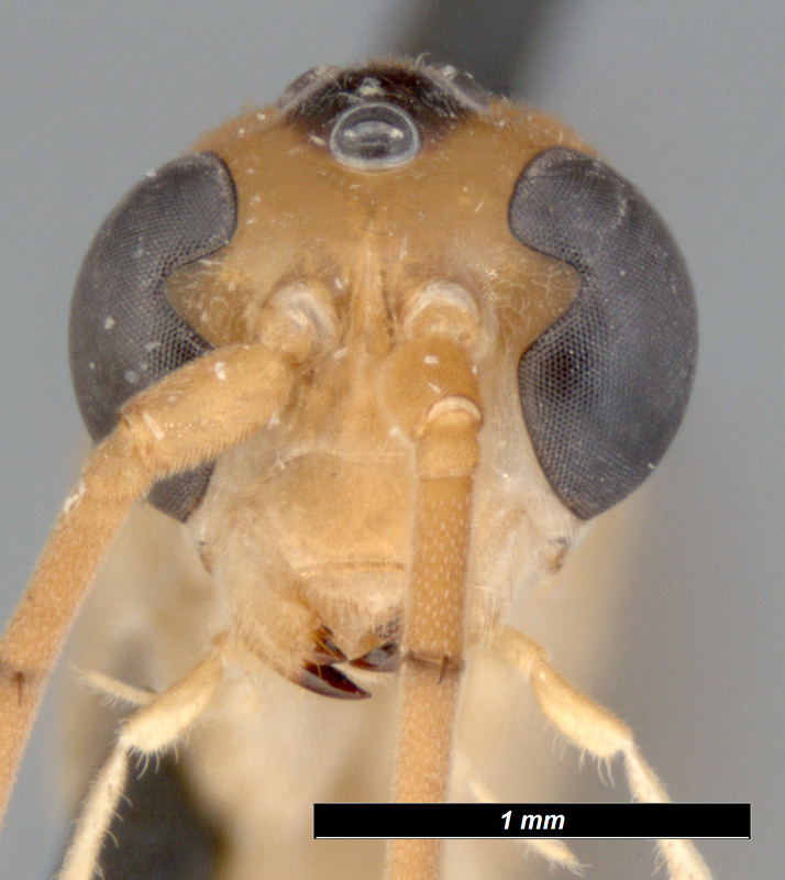 Aculeate Wasps : (Rhopalosomatidae) Rhopalosoma poeyi