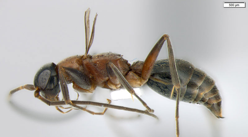 Aculeate Wasps : (Rhopalosomatidae) Olixon bicolor