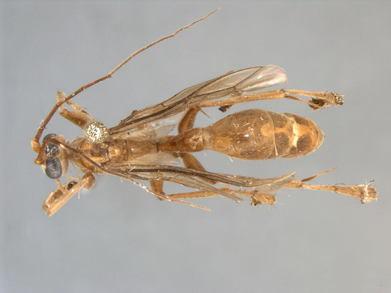 Aculeate Wasps : (Rhopalosomatidae) Paniscomima darlingi