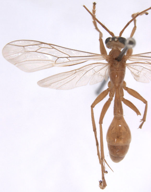 Aculeate Wasps : (Rhopalosomatidae) Paniscomima erlangeriana