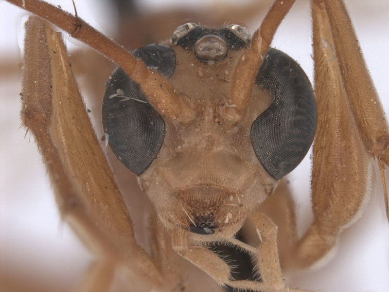 Aculeate Wasps : (Rhopalosomatidae) Paniscomima erlangeriana