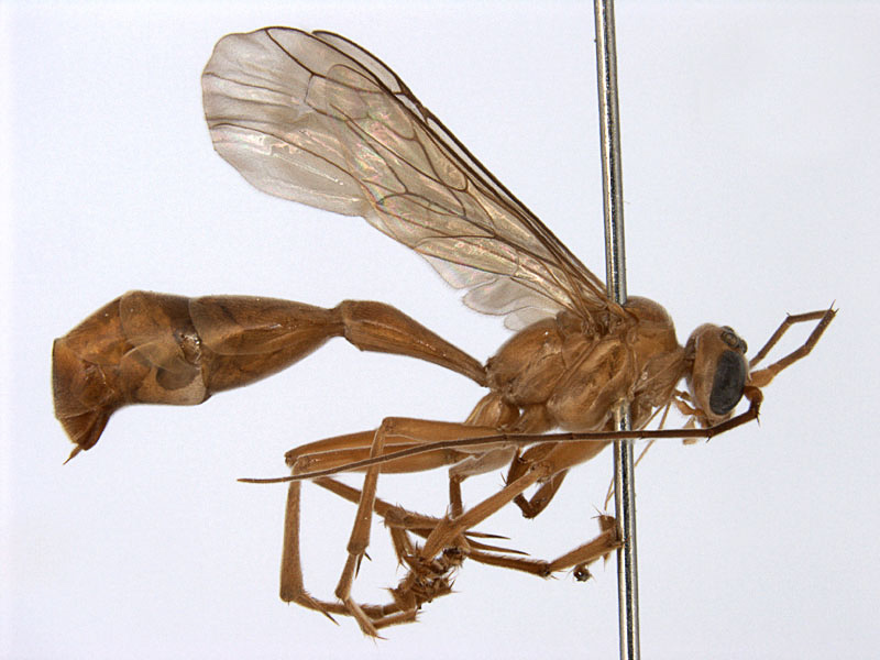 Aculeate Wasps : (Rhopalosomatidae) Paniscomima kilombero