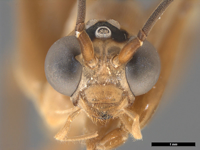 Aculeate Wasps : (Rhopalosomatidae) Rhopalosoma guianense