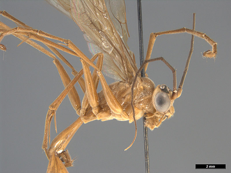 Aculeate Wasps : (Rhopalosomatidae) Rhopalosoma guianense