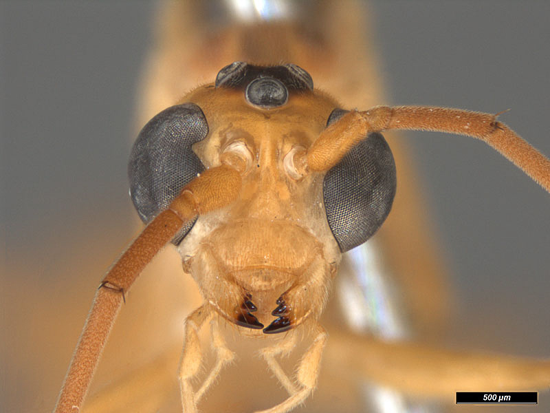 Aculeate Wasps : (Rhopalosomatidae) Rhopalosoma nearcticum