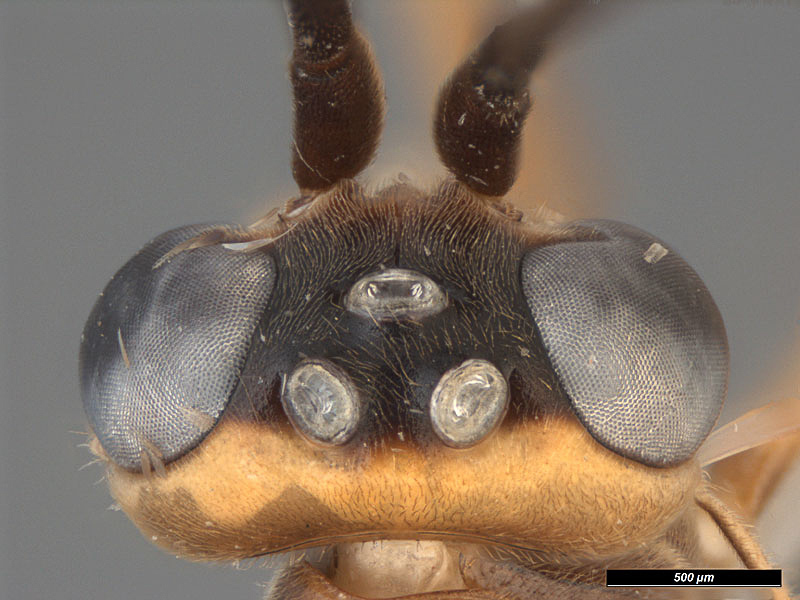 Aculeate Wasps : (Rhopalosomatidae) Rhopalosoma scaposum